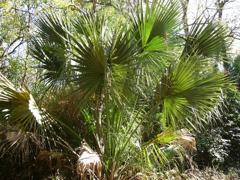 palm fronds 1.JPG